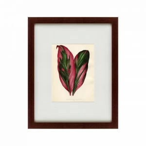 Литография на тонированной бумаге 42х52 см Botanical Leaf Dracaena, 1870 КАРТИНЫ В КВАРТИРУ  135657 Бежевый;белый;коричневый;разноцветный