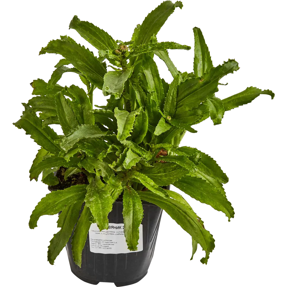 Нивяник Обыкновенный Santreyd - многолетняя декоративная ромашка для сада 84845147 STLM-0055992