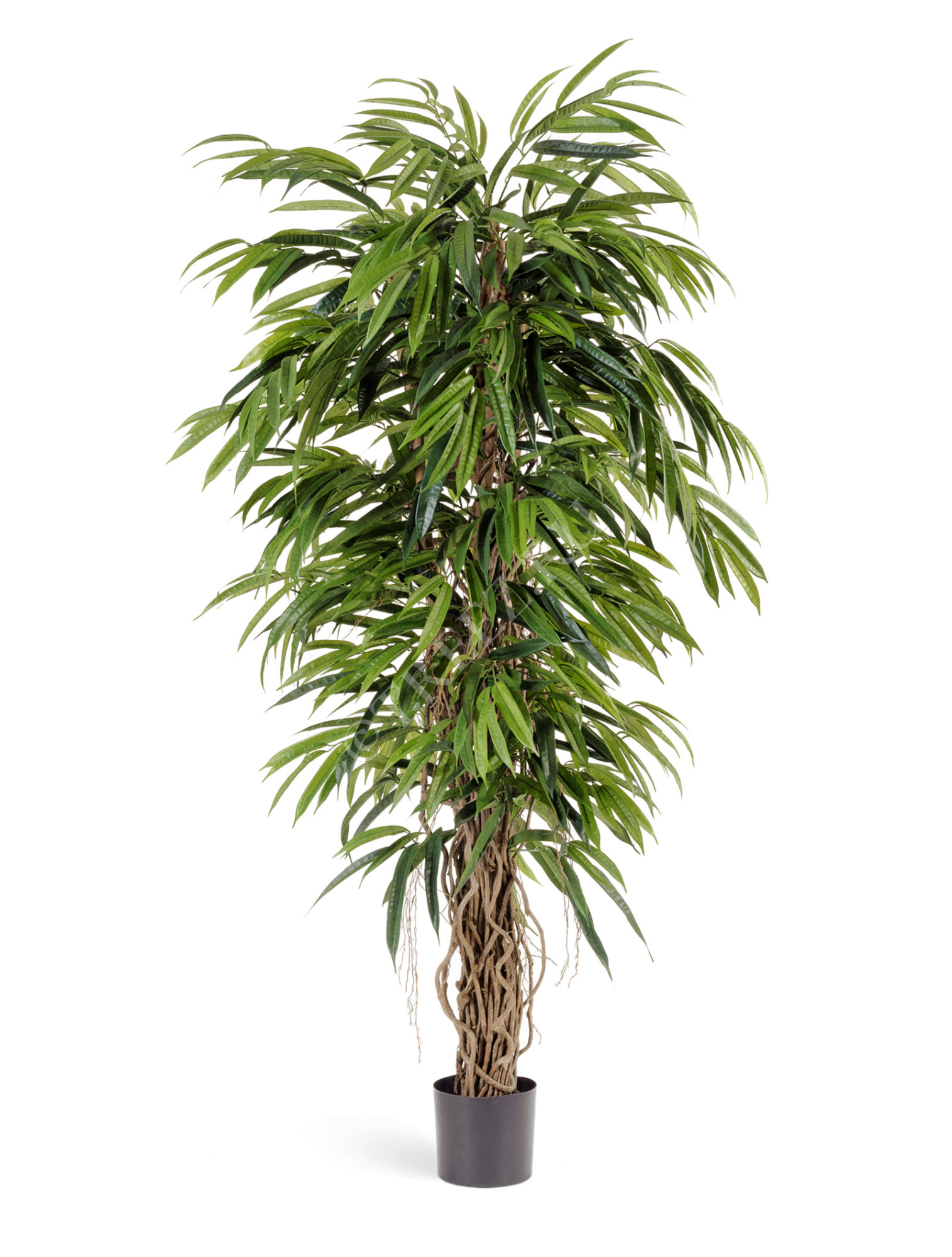 10.48207N Лонгифолия лиана де люкс Цветочная коллекция 