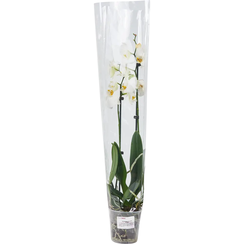 Santreyd Фаленопсис — изящная орхидея с двумя цветоносами 86749969 STLM-0071221 - Вид №3