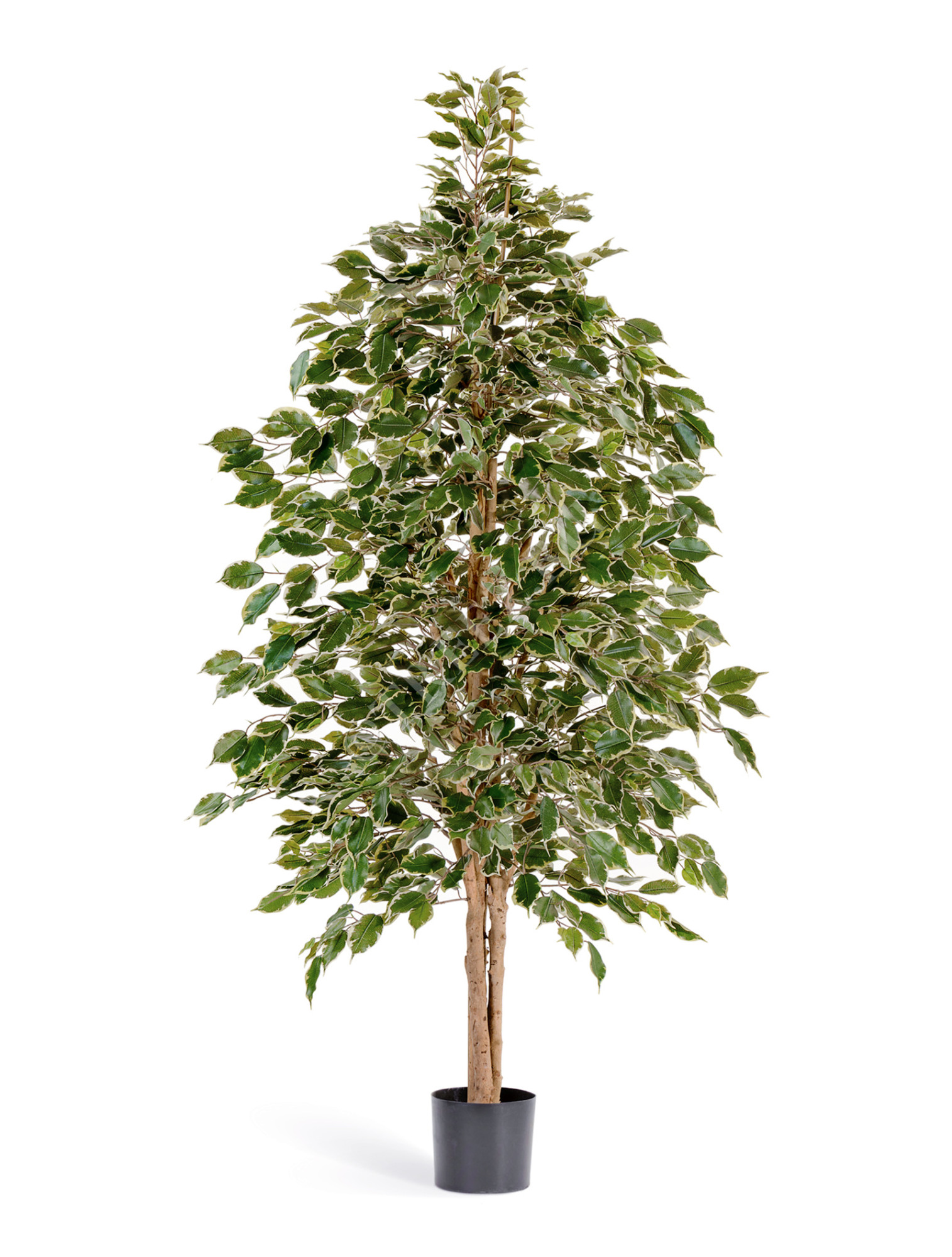 10.32306NG Фикус Бенджамина пёстрый натуральный Цветочная коллекция 