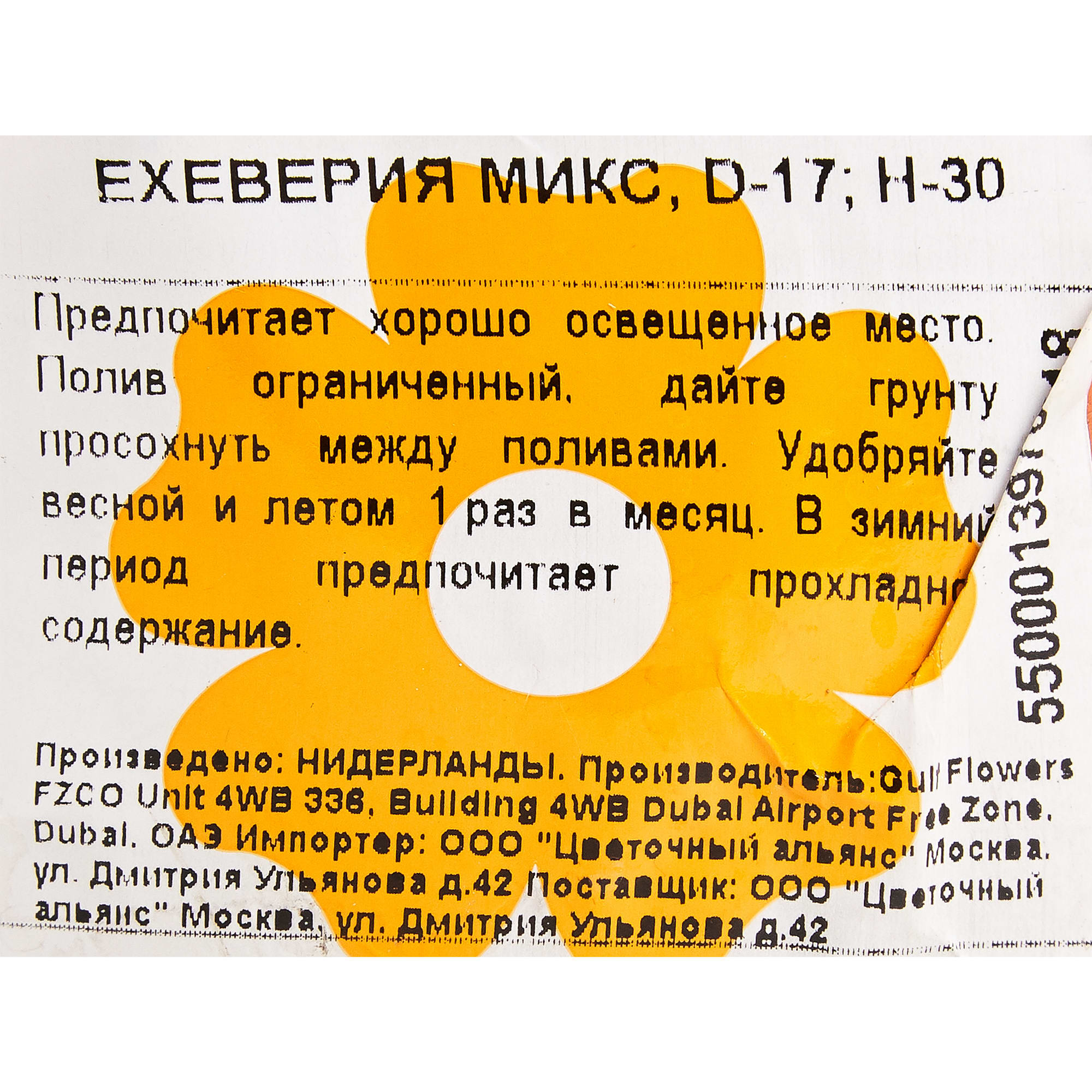 82850444 Ехеверия микс 17х30 см Santreyd  - Вид №2