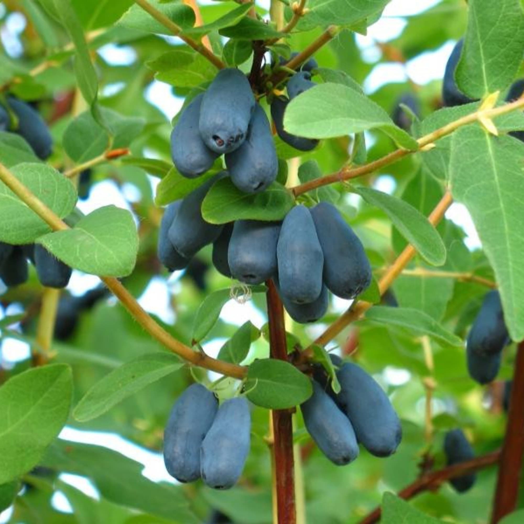 81954919 Жимолость плодовая С3 «Амфора» h50 Santreyd  - Вид №2