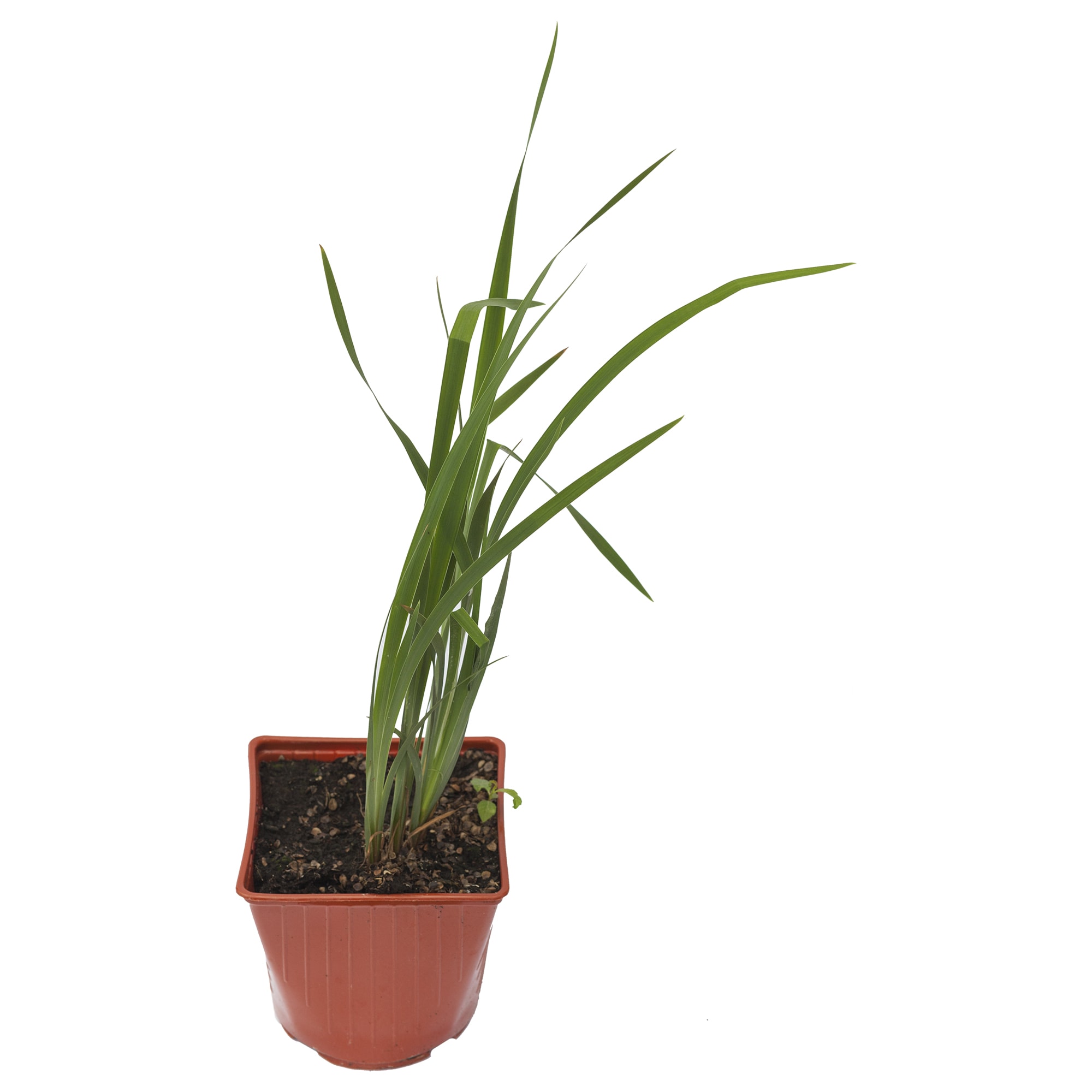 18321136 Ирис сибирский С2 Santreyd 