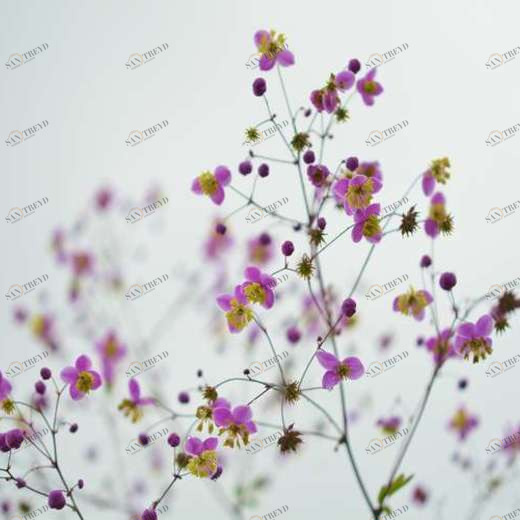 WP01189 Фотообои Verol Фотообои decoline 1х1 м