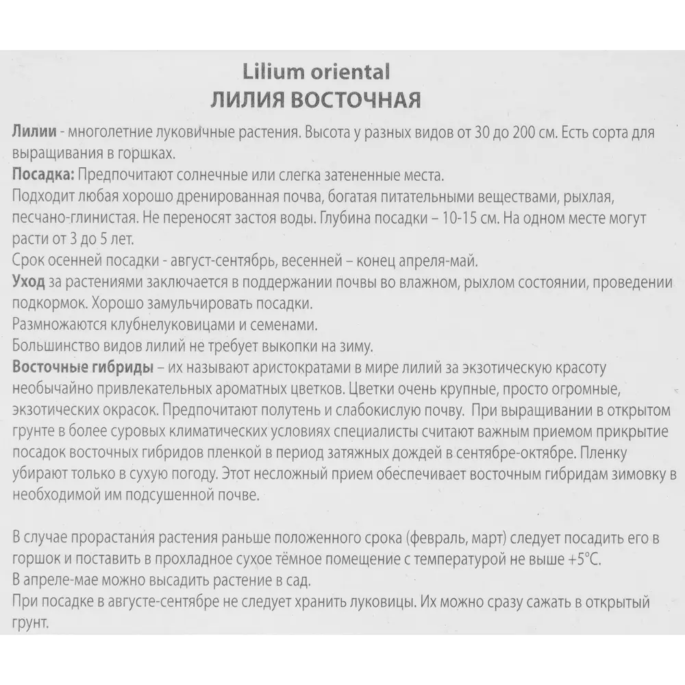 Лилия восточная Сувенир 85205761 STLM-2204325 ПОИСК  - Вид №2
