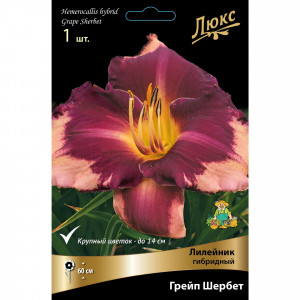 88294947 Лилейник гибридный Грейп шербет луковица I