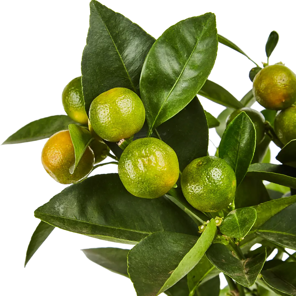 Santreyd Цитрус микс - вечнозеленое украшение интерьера 82578902 STLM-0030470 - Вид №3