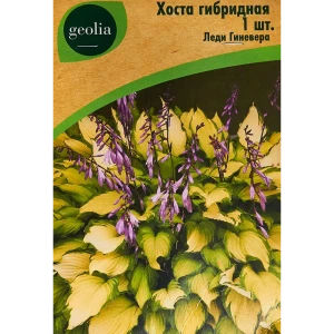 Хоста Geolia гибридная Леди Гиневера