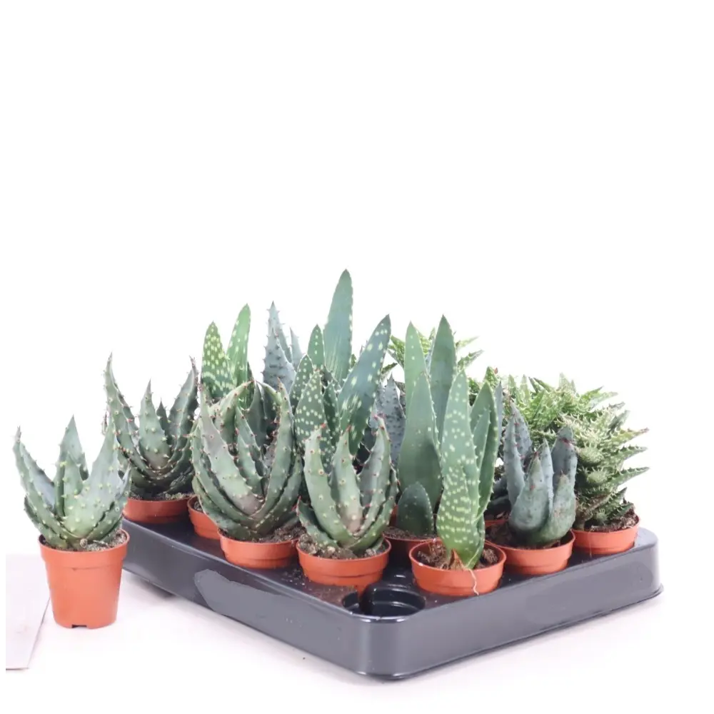 Santreyd Алоэ микс - комнатное растение с гелевыми листьями 87959893 STLM-0076403