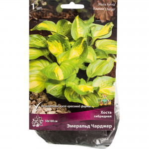 82319596 Хоста гибридная «Эмеральд Чарджер», размер луковицы I