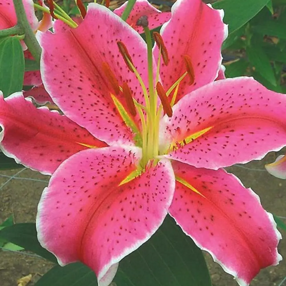 Лилия «La Mancha», 14х16 см GEOLIA STLM-2098584