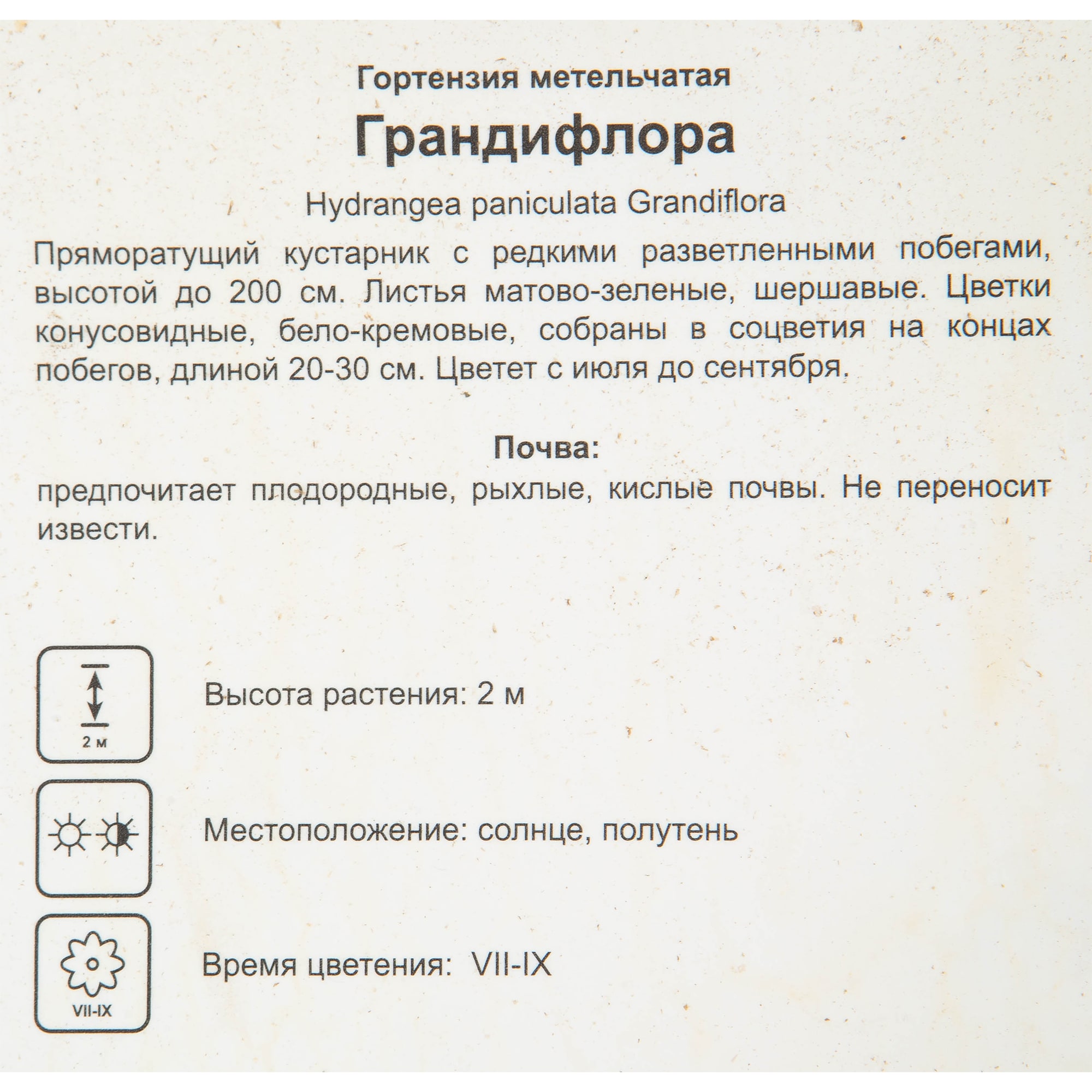 82585340 Гортензия метельчатая «Грандифлора» 17x30 см Santreyd  - Вид №1