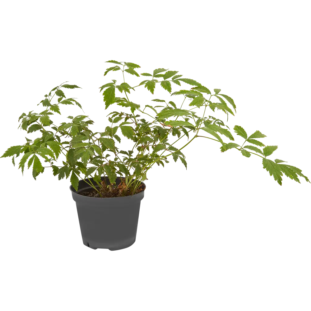 PLANTMARKET Астильба Глория Пурпурея - розово-лиловое цветение для сада 84659511 STLM-1563877