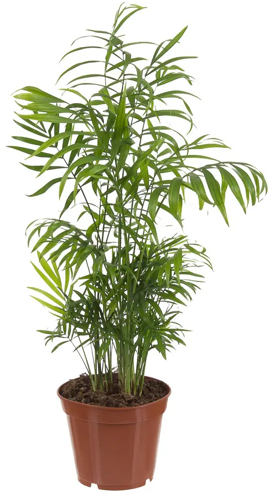 Хамедорея Элеганс от Santreyd — изящная комнатная пальма 18785678