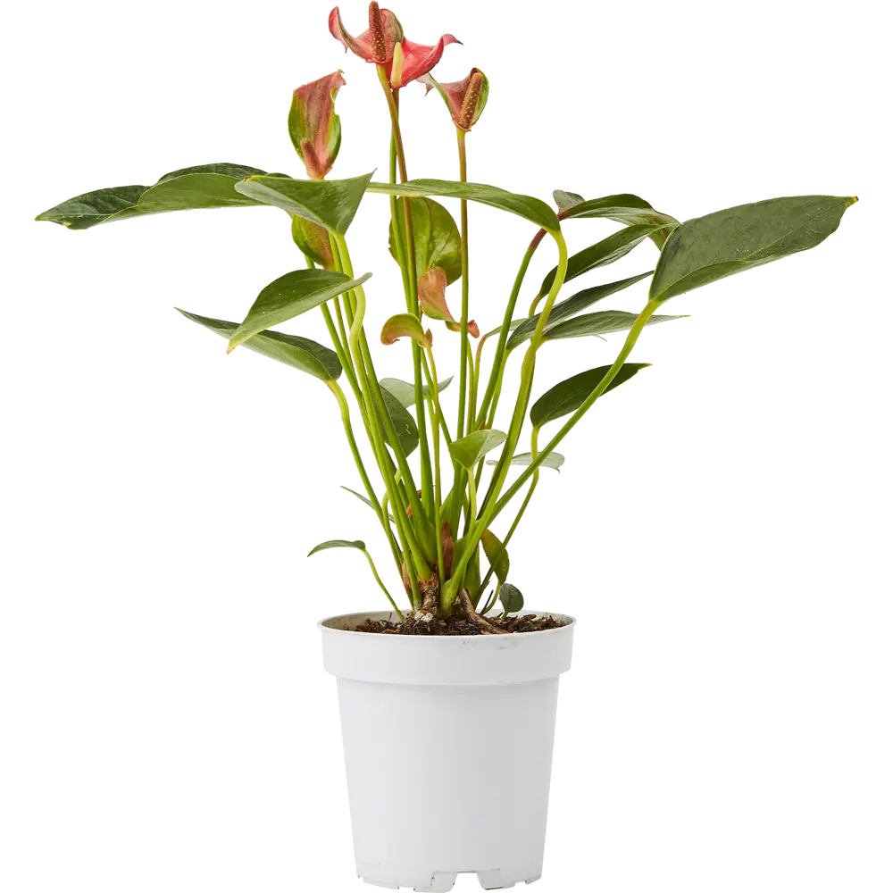 Santreyd Антуриум Андреанум — элегантное тропическое растение с глянцевой листвой 85324992 STLM-0061545 - Вид №2