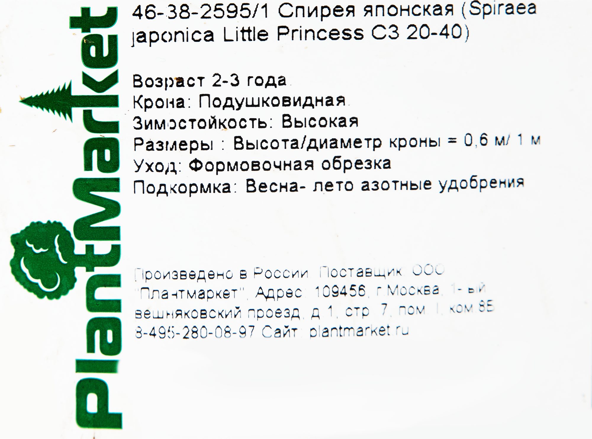 Спирея японская Литл Принцес от PLANTMARKET - карликовый цветущий кустарник 82356738 STLM-0025332 - Вид №1