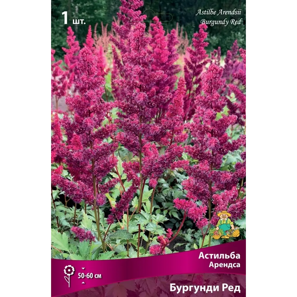 Астильба Арендса Бургунди Ред луковица I 83598129 STLM-2151848 Santreyd 