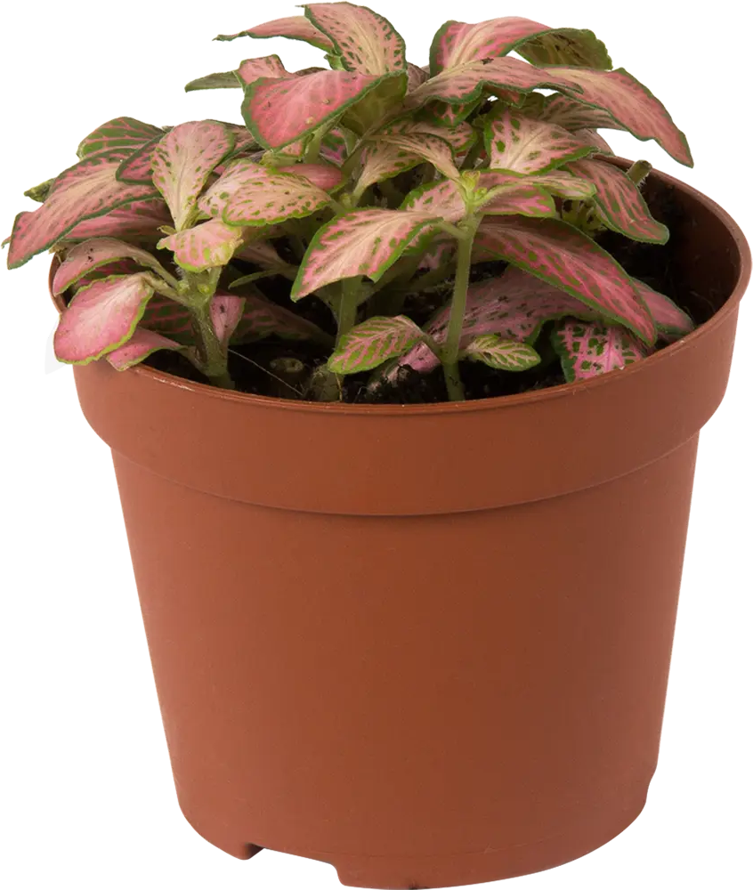 Santreyd Фиттония микс — живой акцент для интерьера 14032388