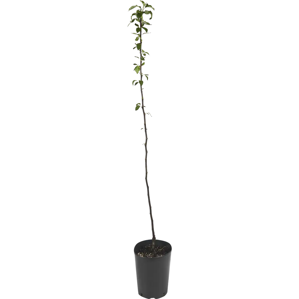 Яблоня Богатырь ø22 h80 см 84834899 STLM-2153288 PLANTMARKET  - Вид №2
