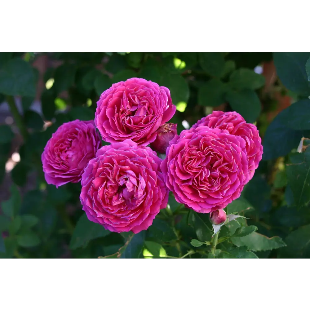 Роза канадская «Морден Руби» 19x55 см PLANTMARKET STLM-2123226 - Вид №2