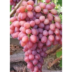 Виноград кишмиш Лучистый ø19 h55 см