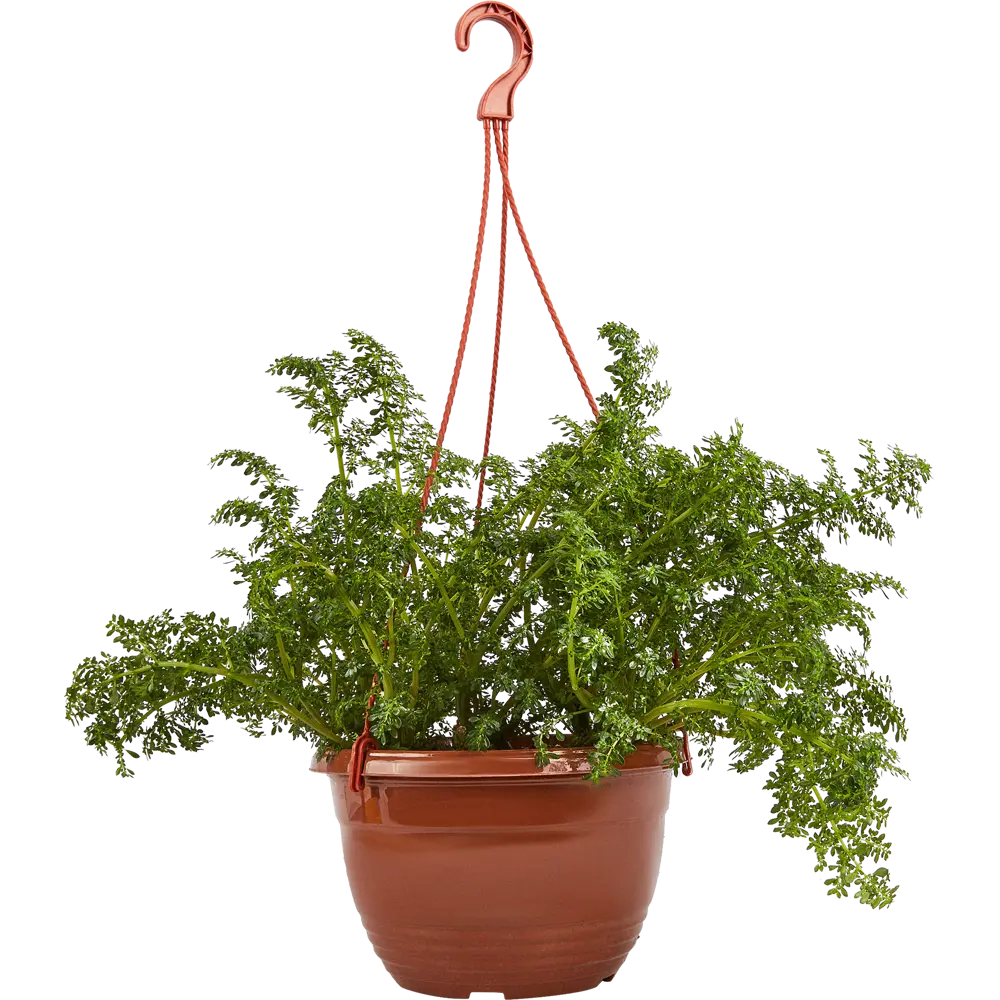Santreyd Пилея в подвесном кашпо - живой декор для интерьера 83248516 STLM-0039968