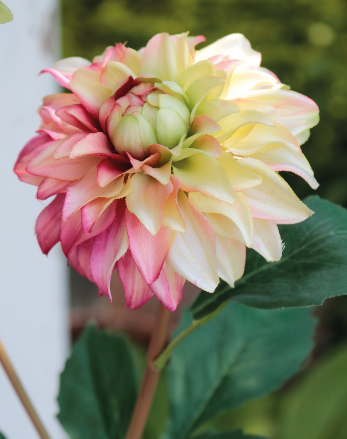 2451 350 a3 Пластиковый георгин, 56 см, желто-розовый H-andreas  - Вид №2