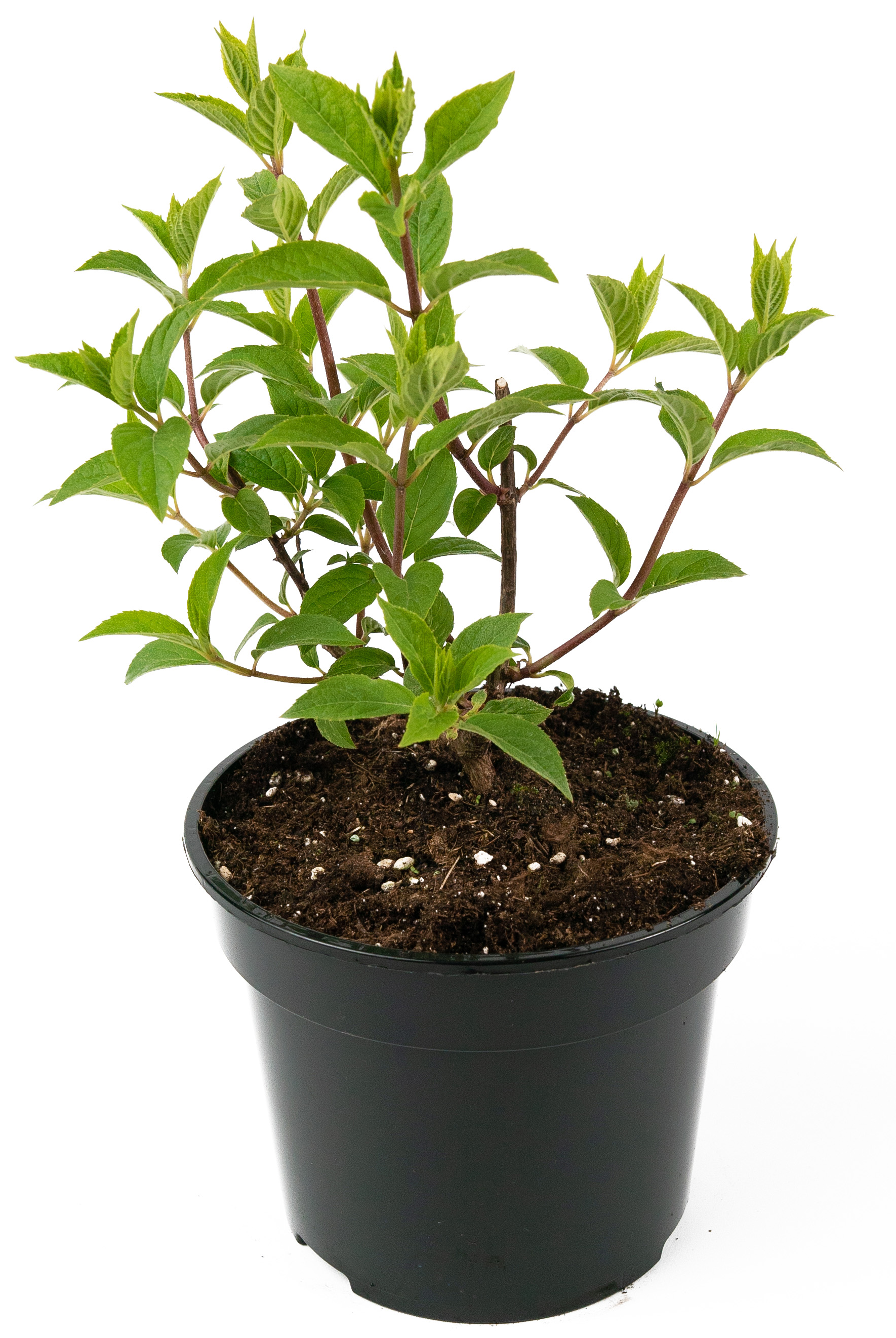 Гортензия метельчатая Vanille Fraise - саженец цветущего растения 84841601 Santreyd STLM-0055902