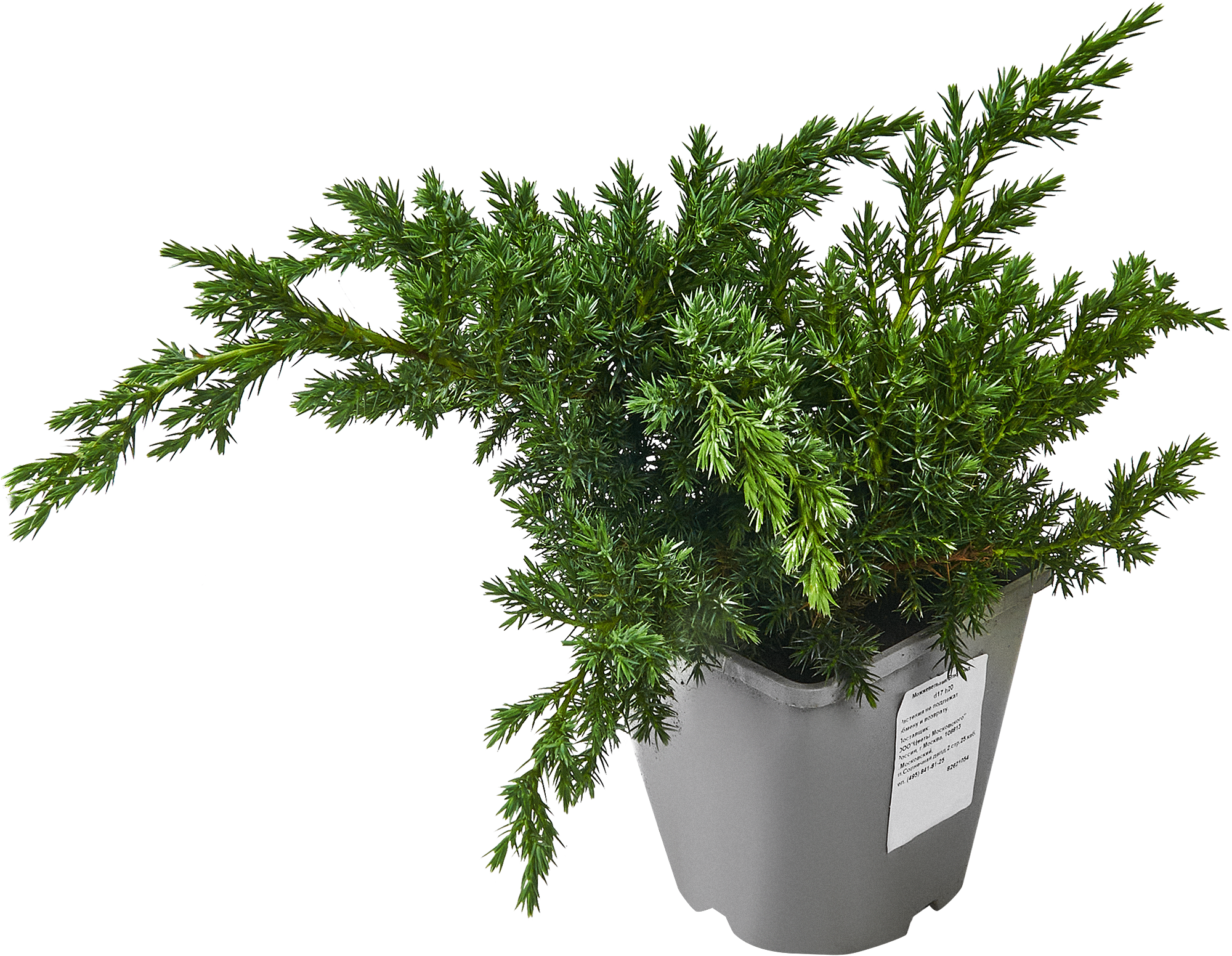 Можжевельник Блю Свид Santreyd - голубой хвойный кустарник для сада 82621054 STLM-0031969 - Вид №2