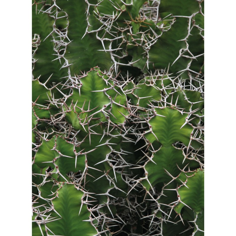 F132A/1379X120 Картина Мома Рамка 1379 Adriani e Rossi 