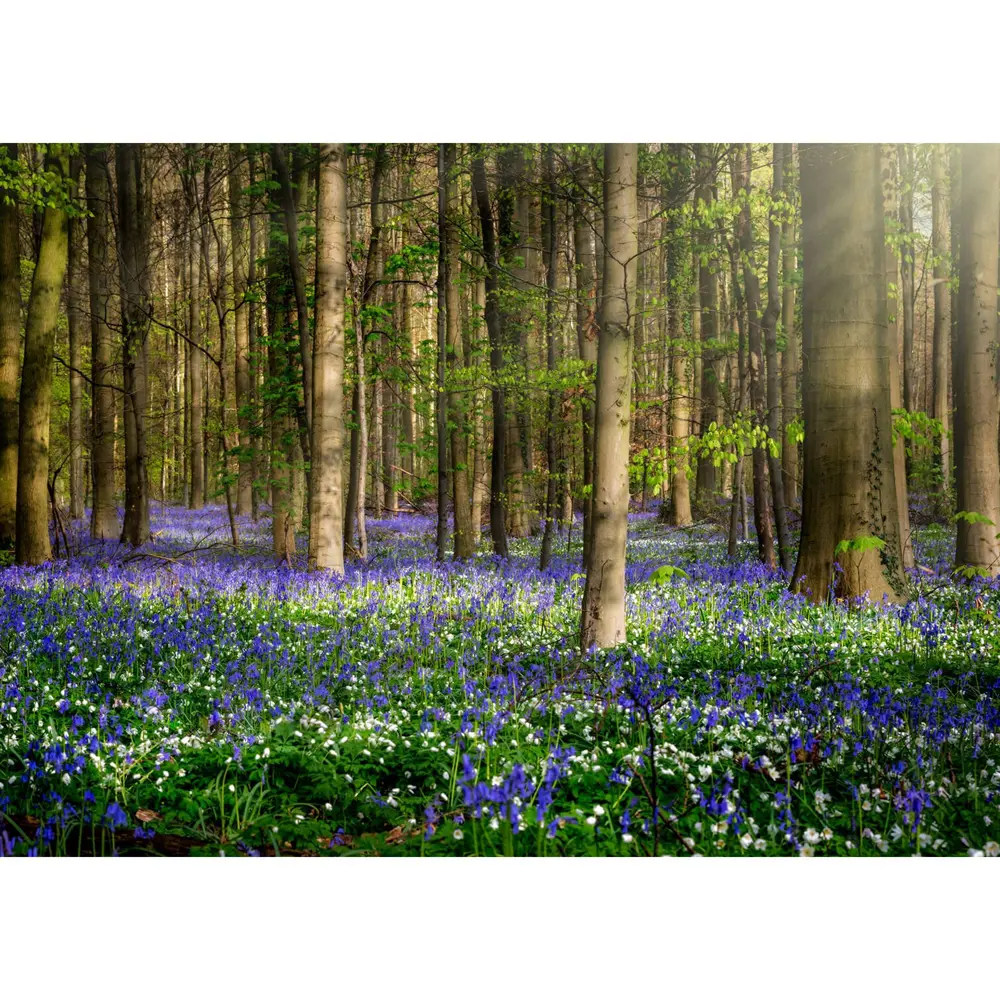 Фотообои бумажные «Вечный лес» 368x254 см POSTERMARKET STLM-2080003