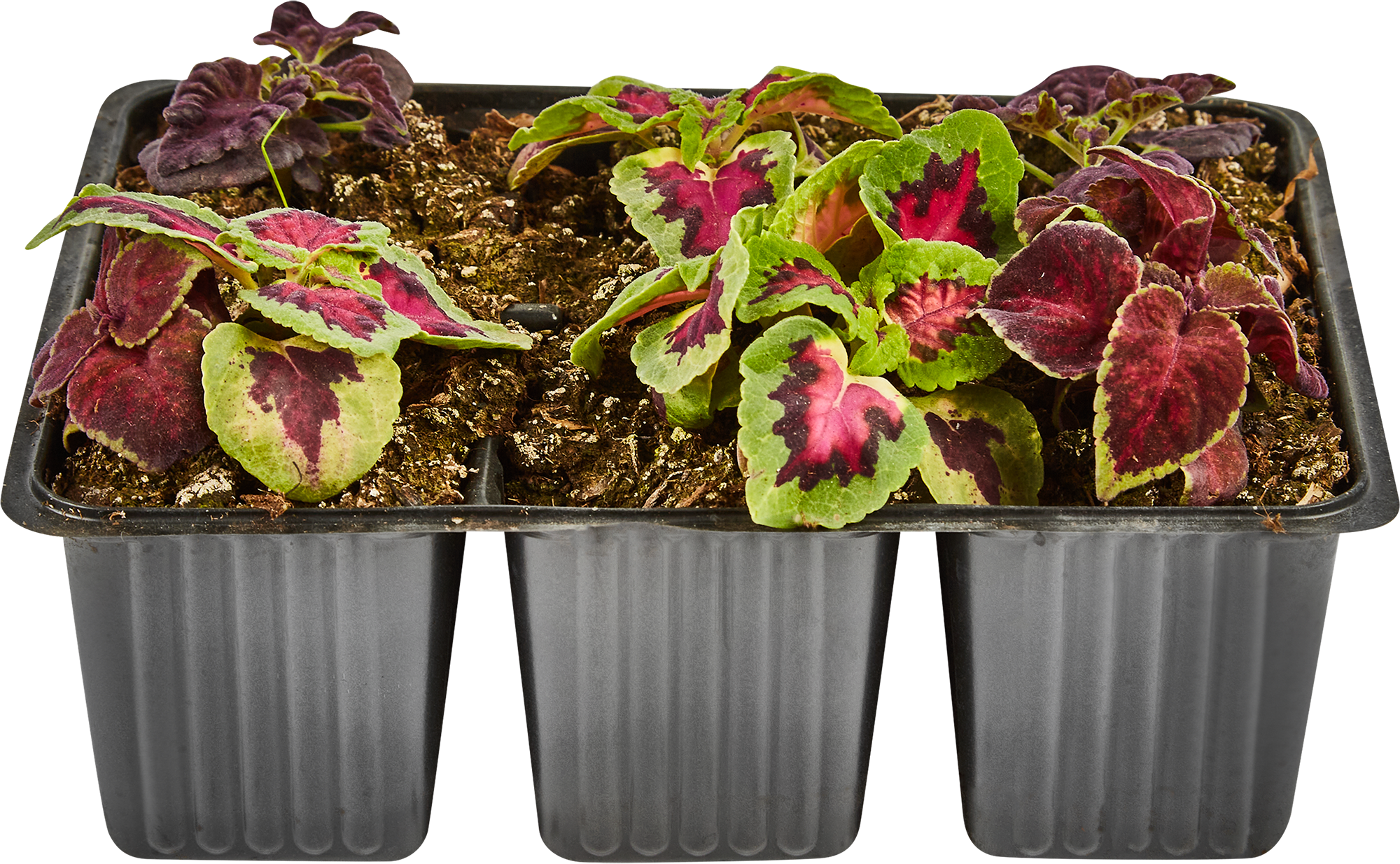 Колеус микс Santreyd - декоративный саженец для яркого сада 82625819 STLM-0032255