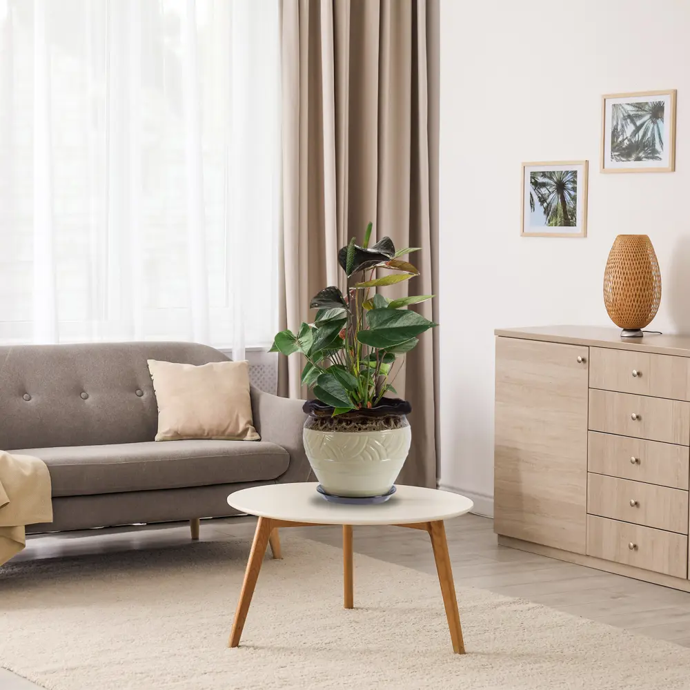 Santreyd Антуриум Блэк лав — изысканное тропическое растение с глянцевой листвой 84450765 STLM-0050227 - Вид №4