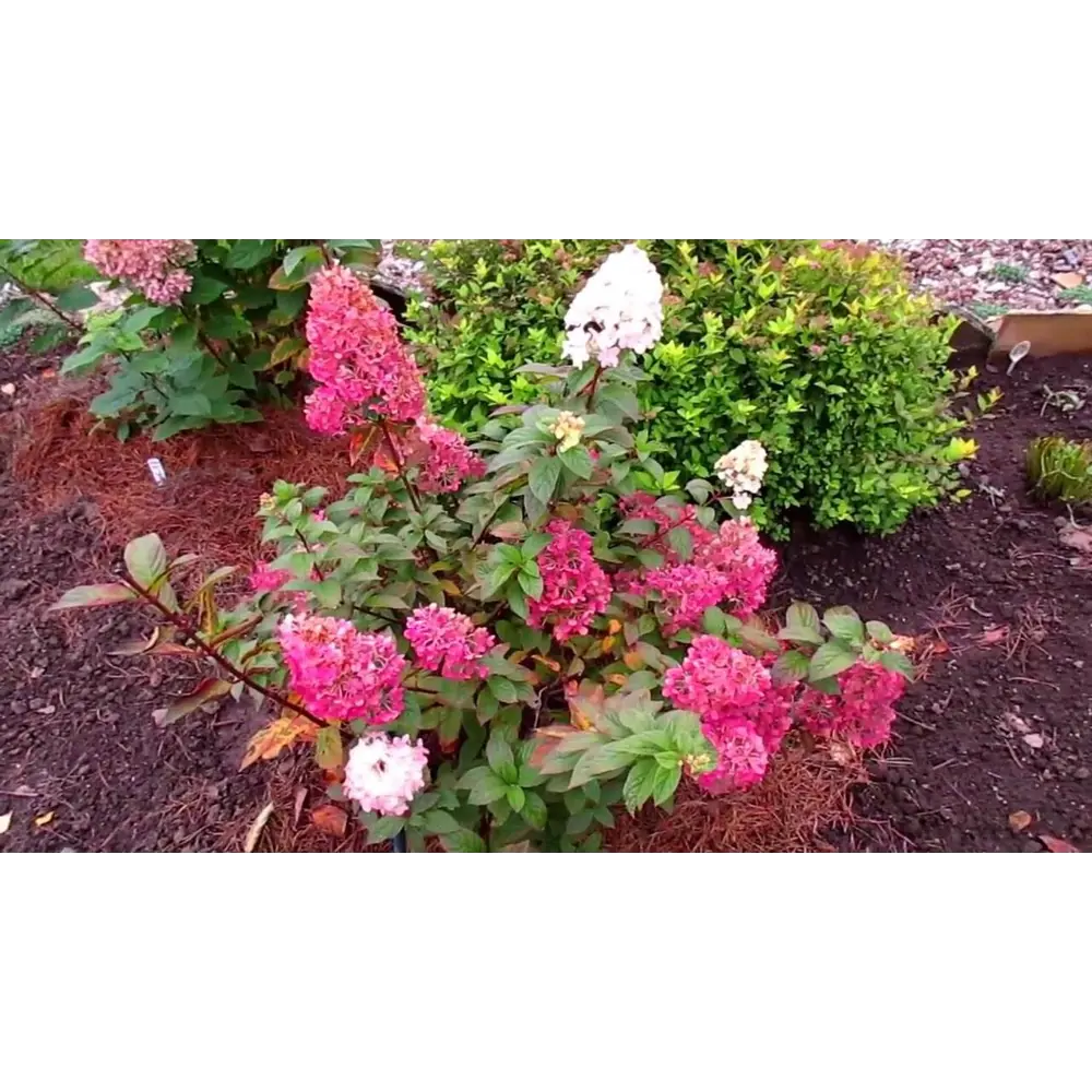 Гортензия метельчатая Сандей Фрайз ø15 h15 см 87691070 STLM-2068677 PLANTMARKET 