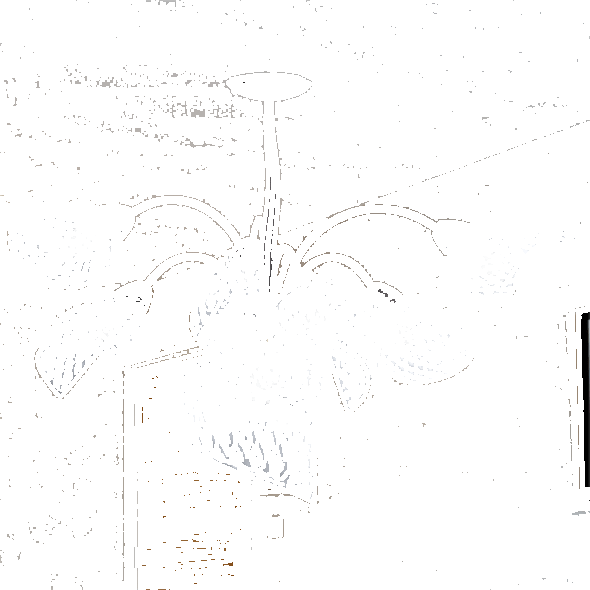 Siru Люстра из муранского стекла Chiocciola Ms 244-080 - Вид №1