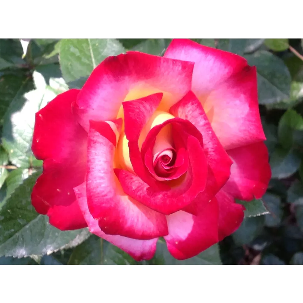 Роза чайно-гибридная «Тенга Венга» розовая 24x70 см PLANTMARKET STLM-2073798 - Вид №1