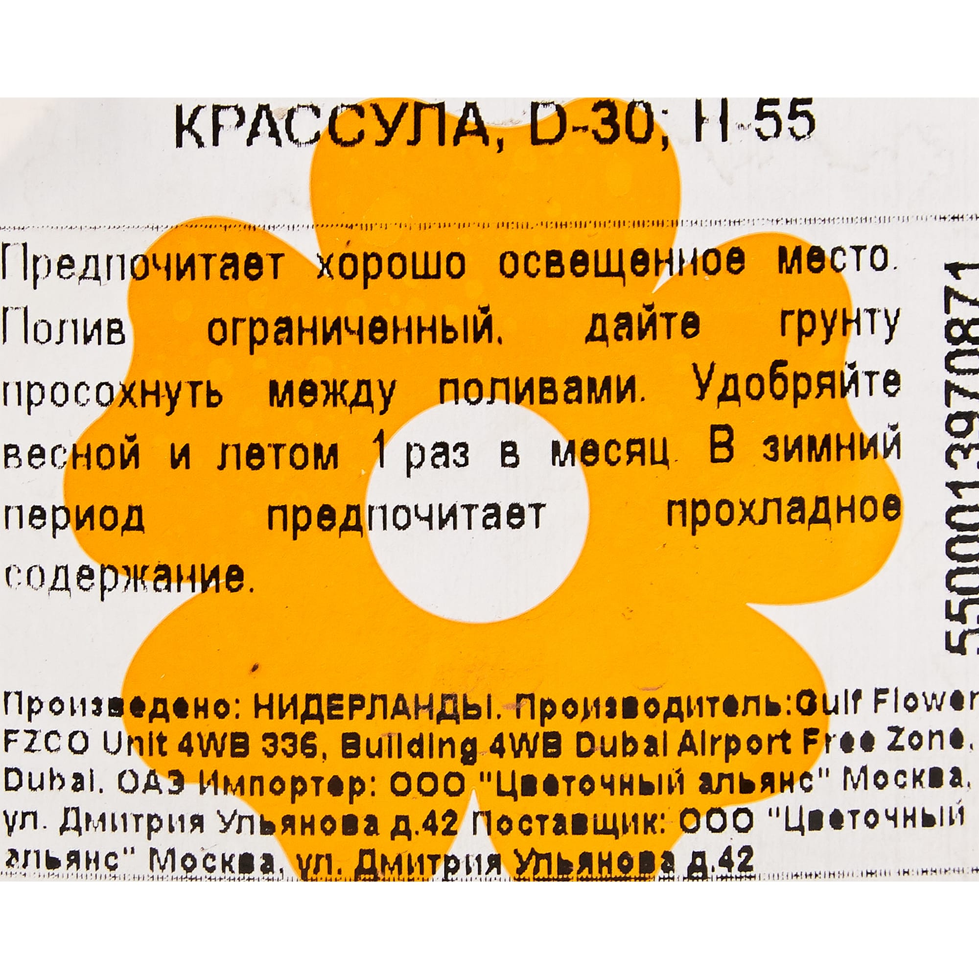 82849706 Крассула 30х55 см Santreyd  - Вид №2