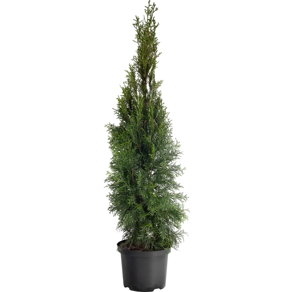 Туя западная «Смарагд» С5, 100-120 см PLANTMARKET STLM-2192410