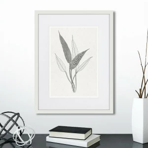 Картина в раме 42х32 см The fern collection №6 КАРТИНЫ В КВАРТИРУ  264465 Серый