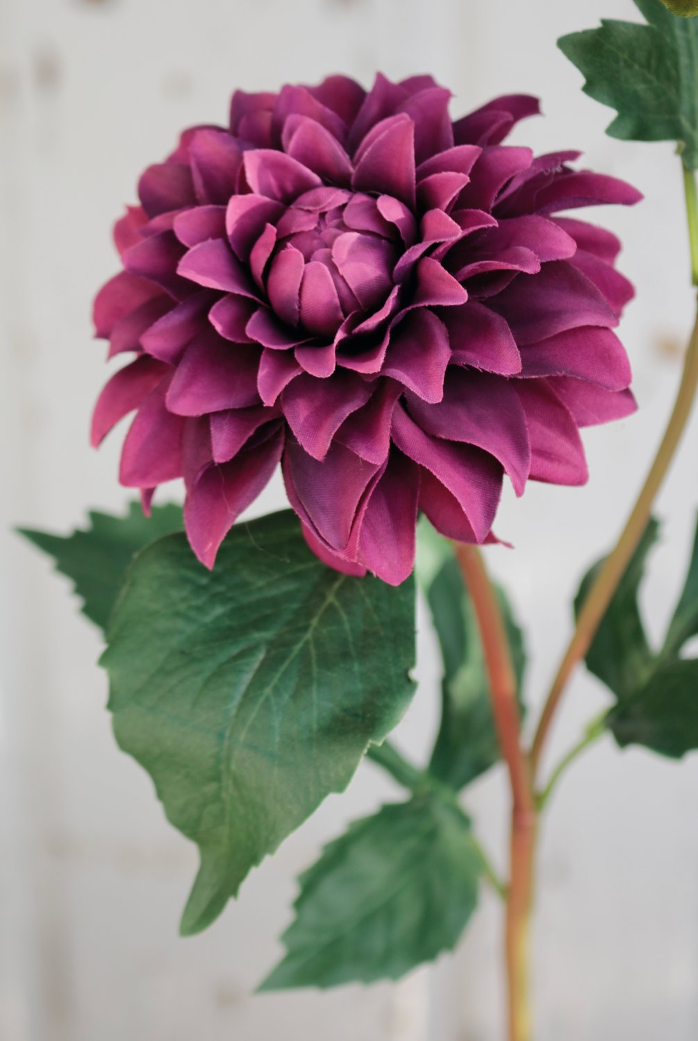 2451 490 a3 Шелковый георгин, 56 см, красно-черный H-andreas  - Вид №4