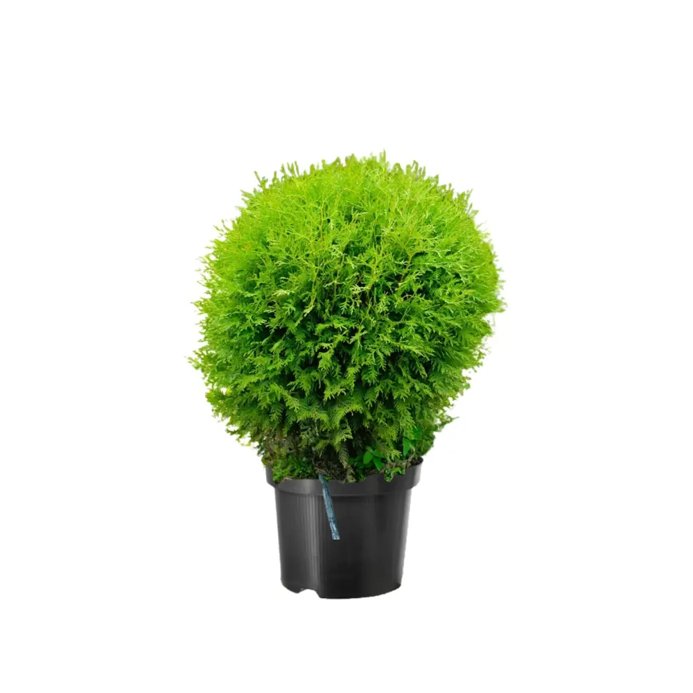 Туя западная Вудварди ø44 h153 см Santreyd STLM-2057484