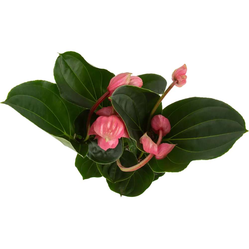 Santreyd Мединилла магнифика - тропическая роскошь для интерьера 82578942 STLM-0030496 - Вид №1