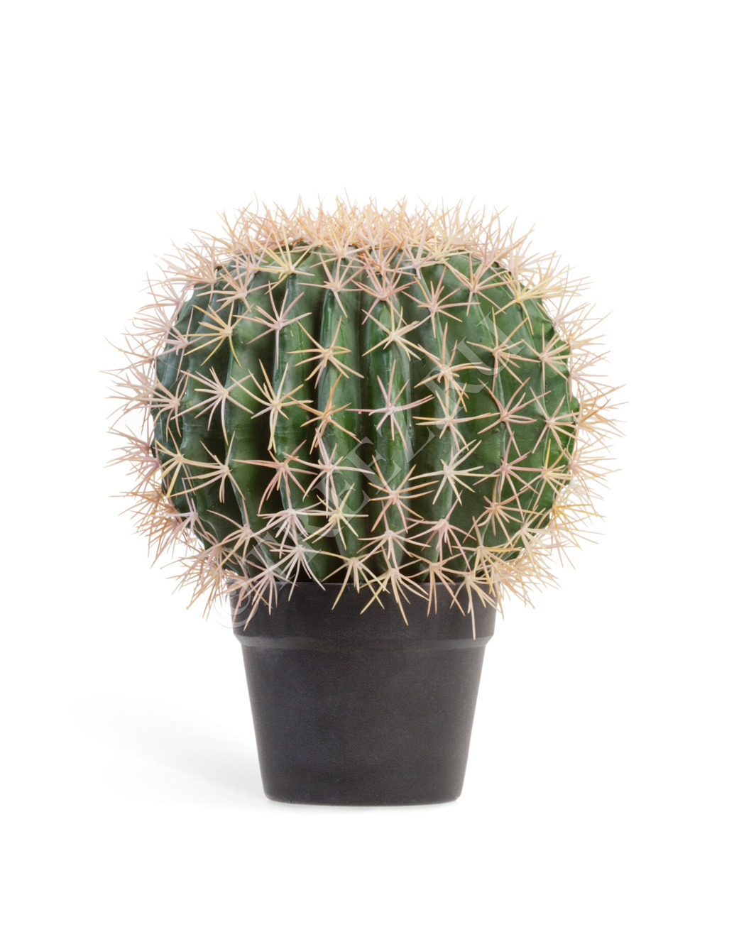 10.091831N Кактус Баррель Цветочная коллекция  - Вид №2