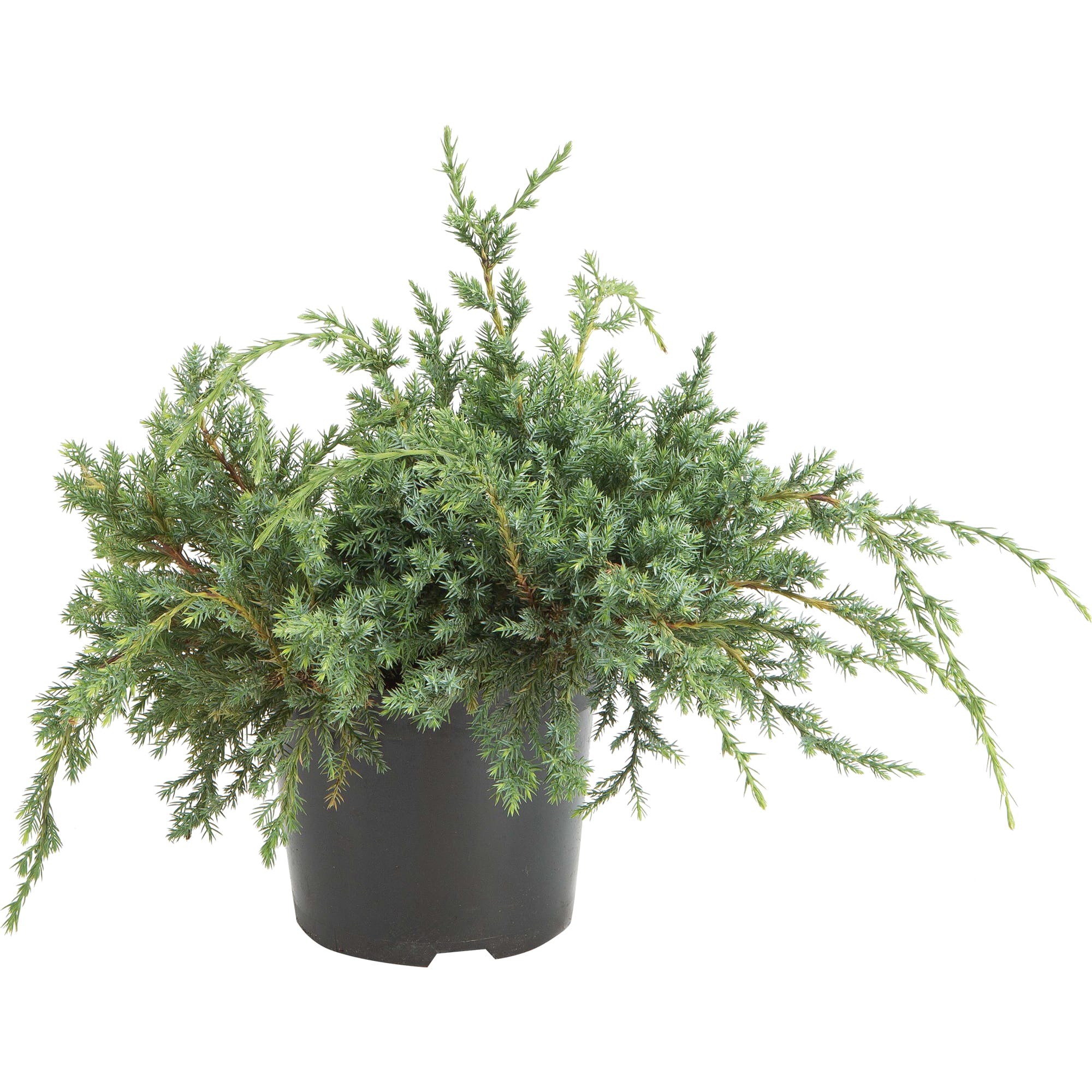 82644365 Можжевельник чешуйчатый Холгер h 30 см C2 Santreyd 