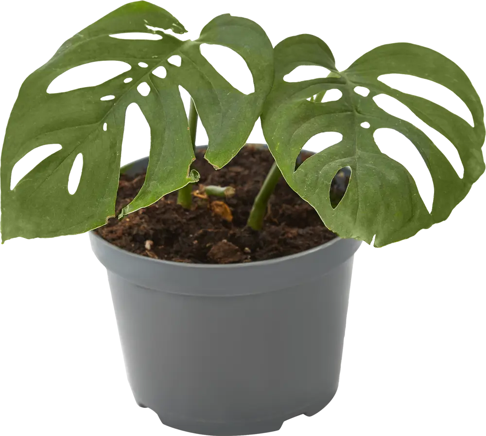 Монстера Адансони от Santreyd - тропическая лиана с ажурными листьями 82932714