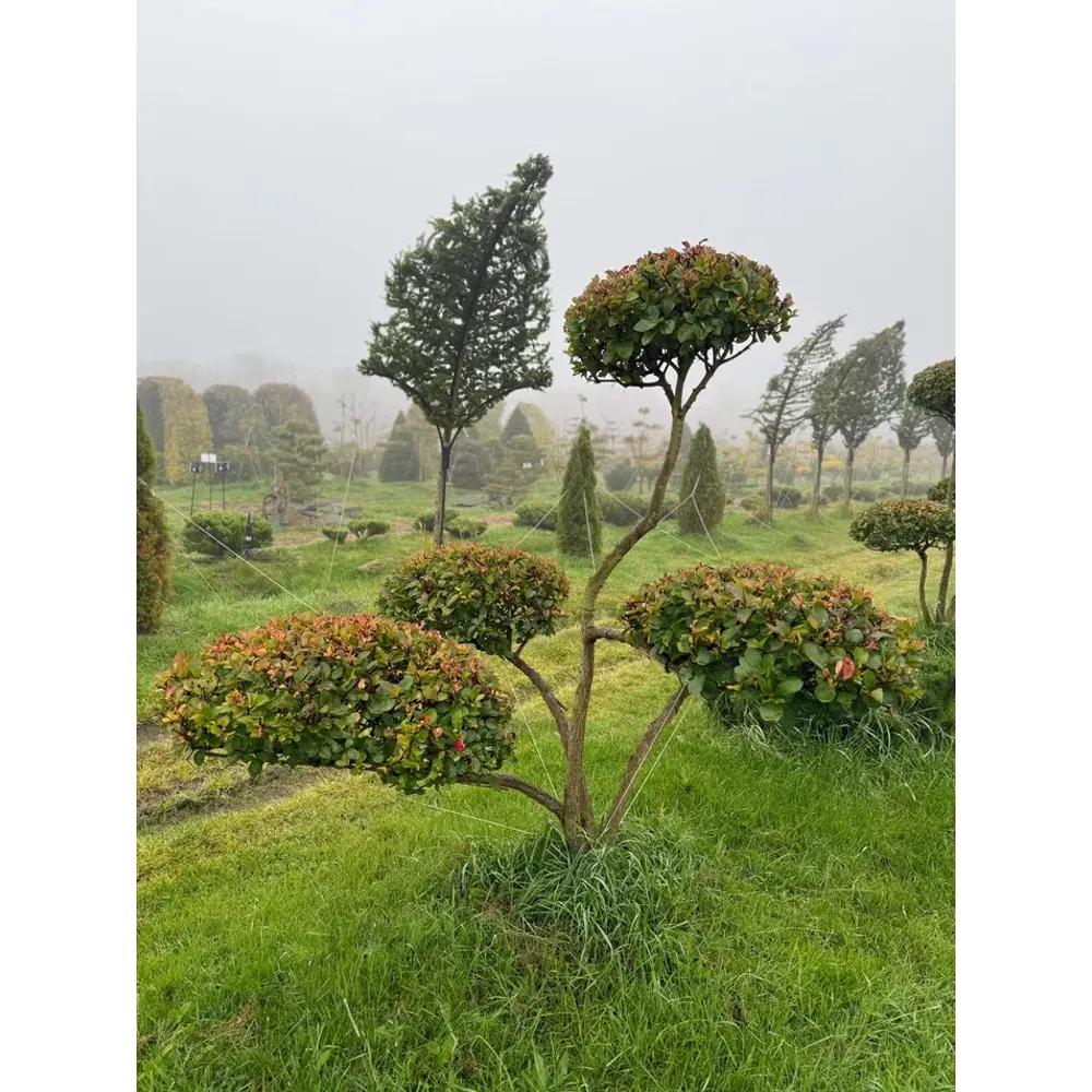 Боярышник Слива Ниваки ø225 - 250 h200 - 225 см Santreyd STLM-2138435