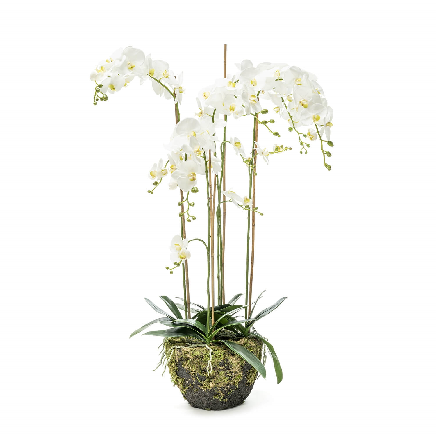 210210-10 ABHIKA ВАЗА ДЛЯ РАСТЕНИЙ PHALENOPSIS MOSS H145 WHITE 