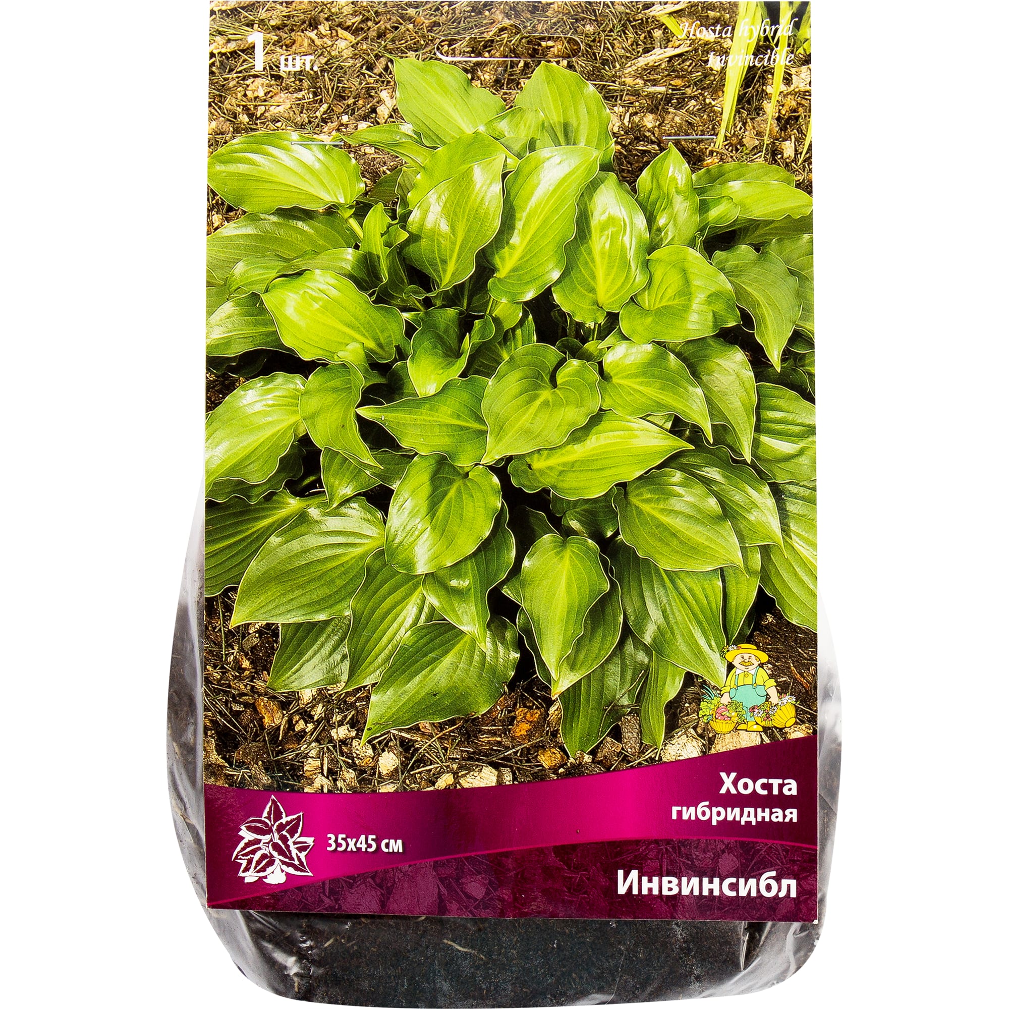 82319597 Хоста гибридная «Инвинсибл», размер луковицы I Santreyd 