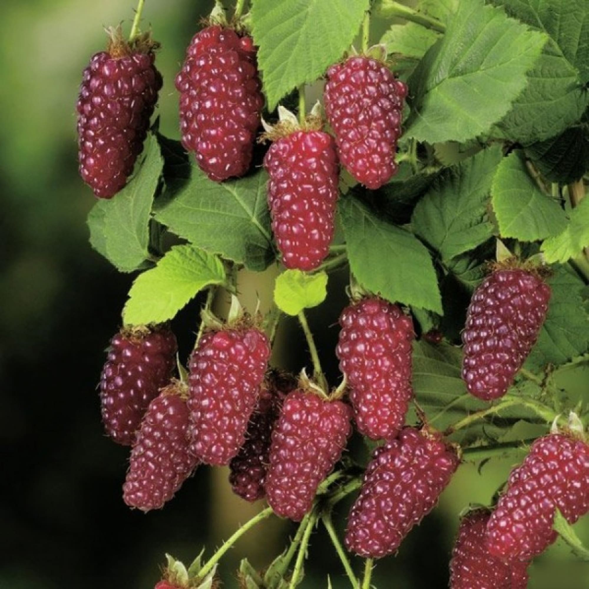 81954918 Ежемалина С1 «Тайберри» h20 (2 года) Santreyd  - Вид №2